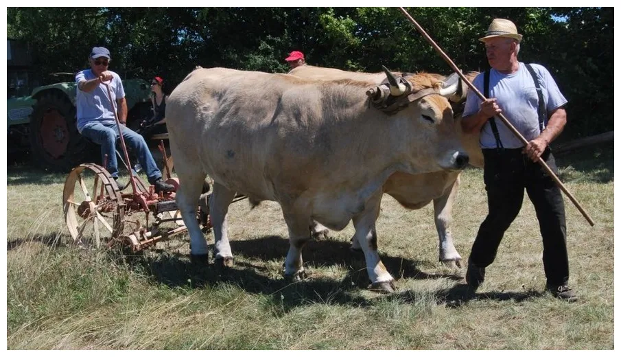 Au caylar, renouer avec la tradition lors des fenaisons à l'ancienne