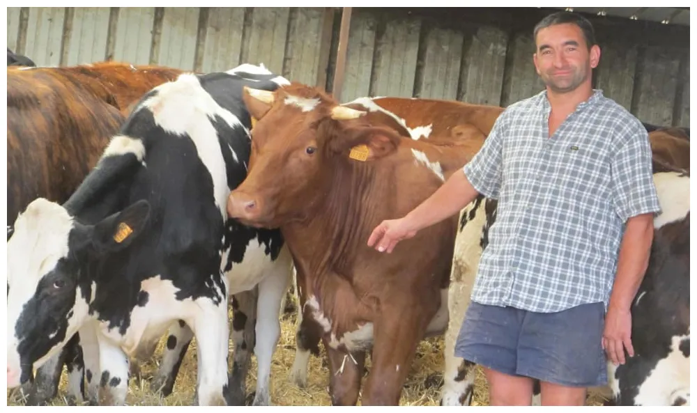 Une vache pure percheronne printable coloring page