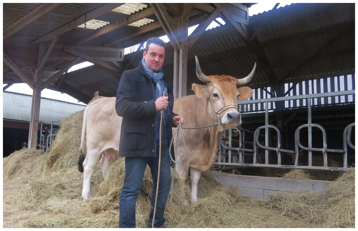Salon de l’agriculture et voici déesse, la vache nantaise dont la race printable coloring page