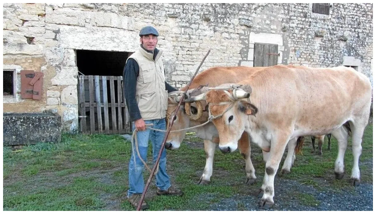 Les « garçons » de 700 kg de jérôme briand