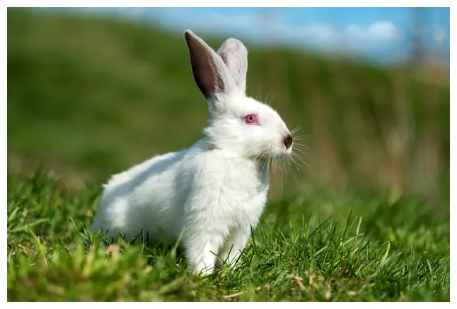 Premium little white rabbit on green grass in summer day