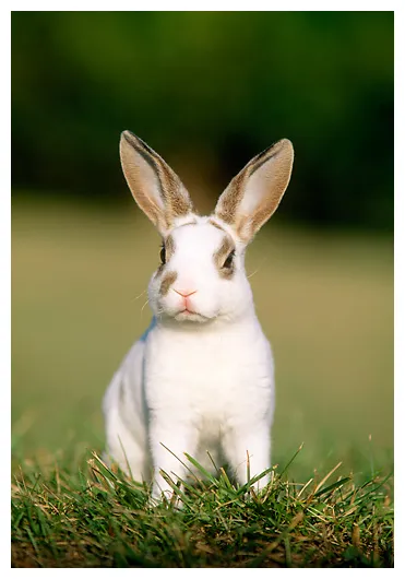 Bunnys animal s kimballstock