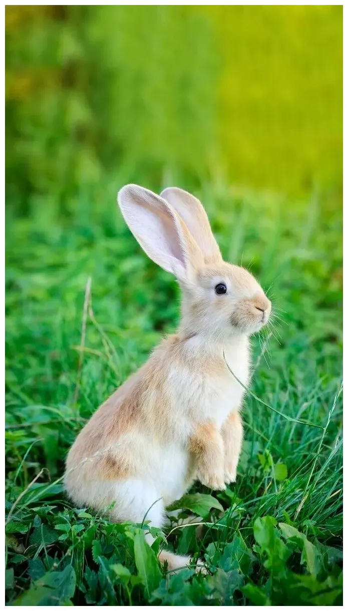 Bunny cuteness alert! see these rabbit pictures and watch our video