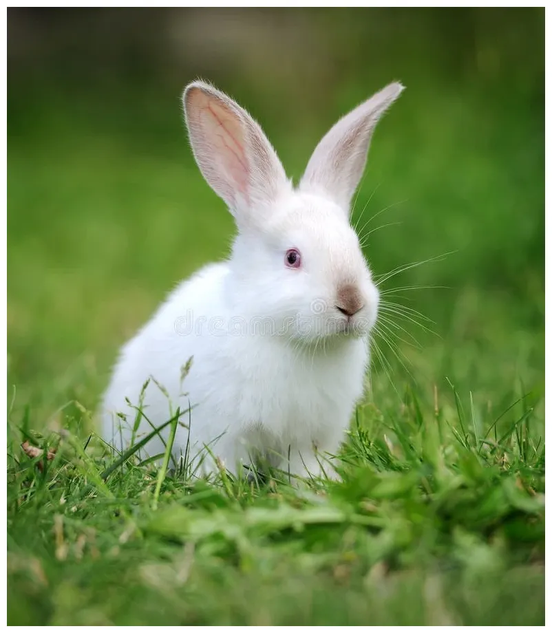 White rabbit on the grass stock . of farm, bunny 1747633