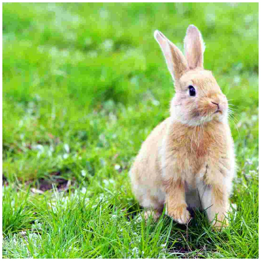 How do rabbits make a nest? rabbit nesting habits explained