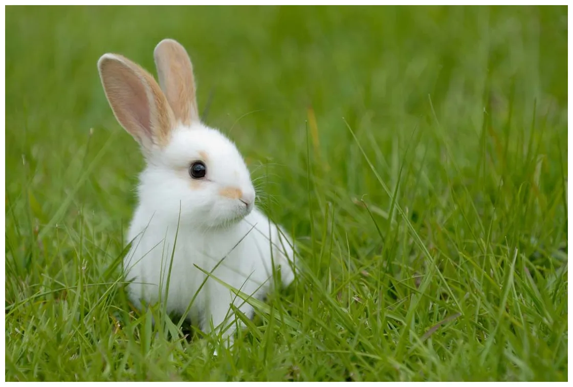 Planeta animal coelhos