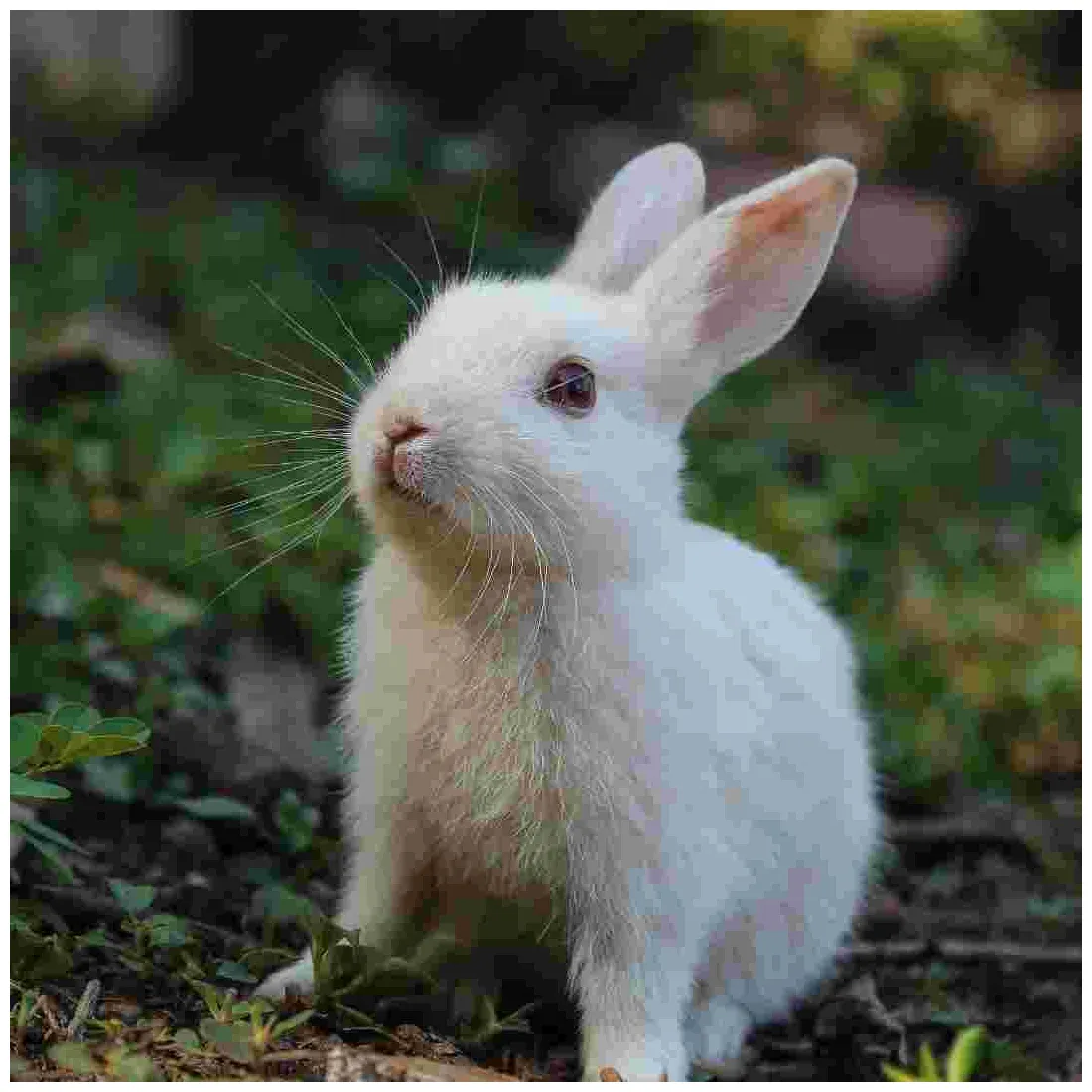 Understanding rabbit sounds how do rabbits make noise?