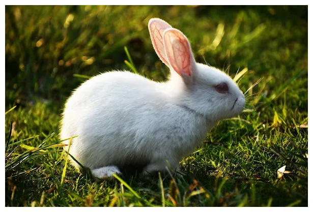 10 fun facts about rabbits you didn't know