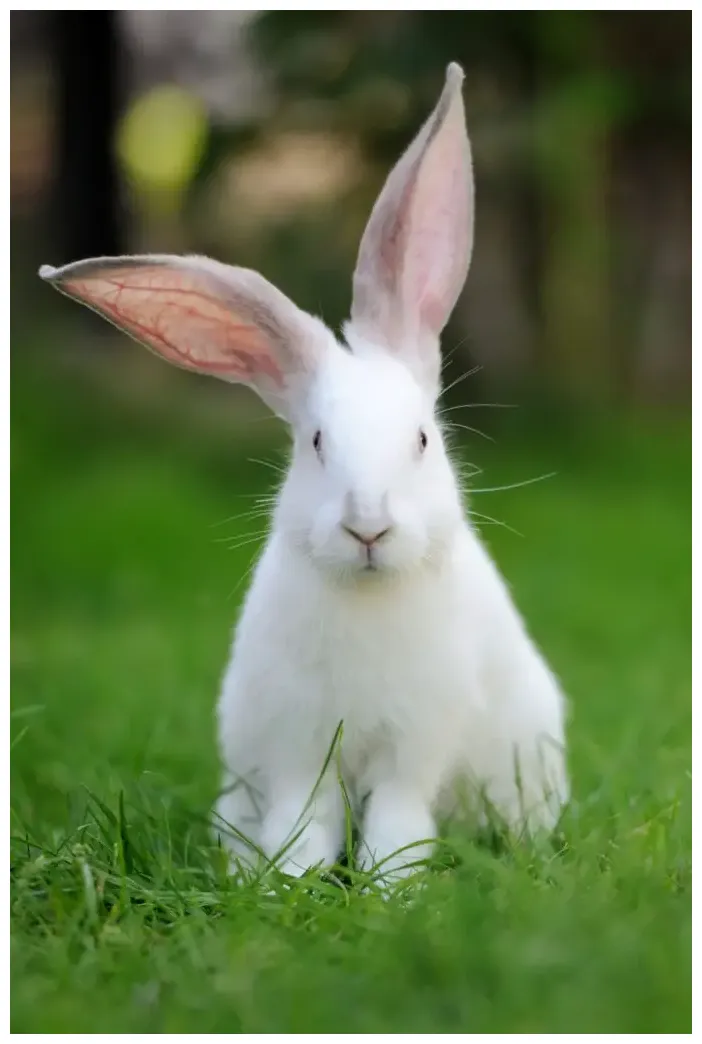 Can rabbits eat cucumbers? 4 exciting facts to know! petcosset