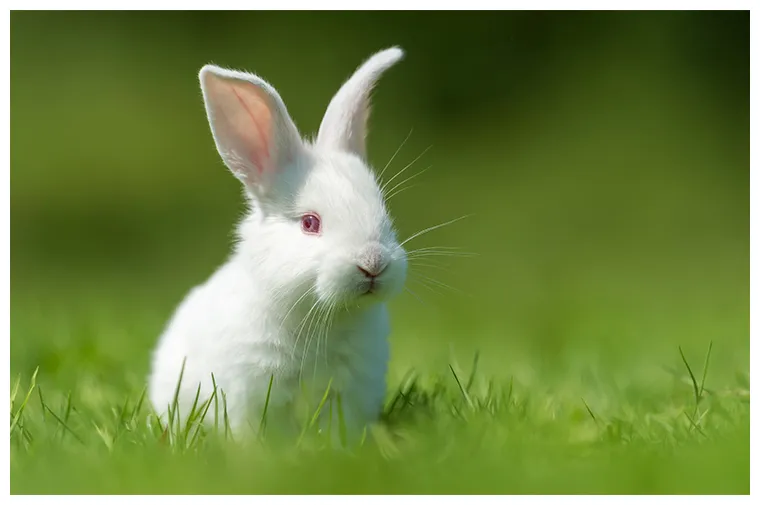 占め子の兎 故事ことわざ辞典