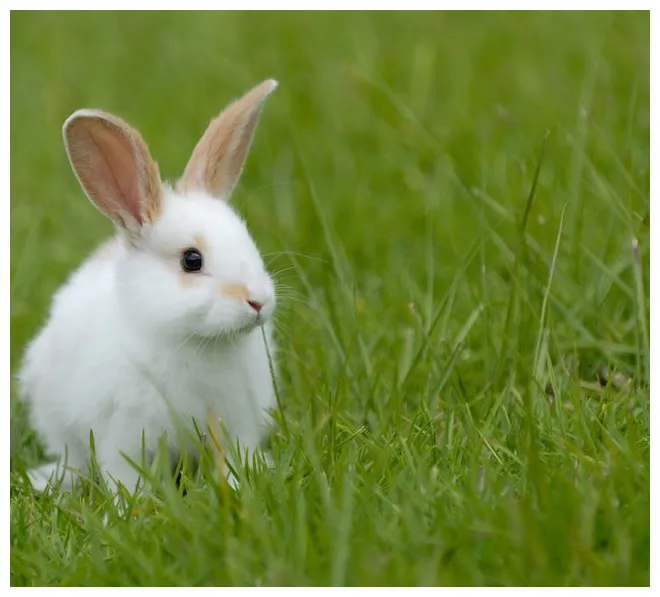 Rabbits latest news, breaking stories and comment the independent