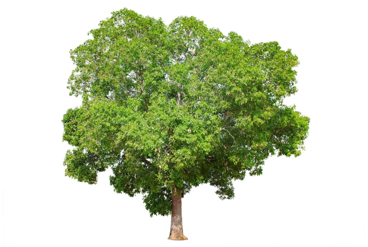 No attribution tree s, s and s for