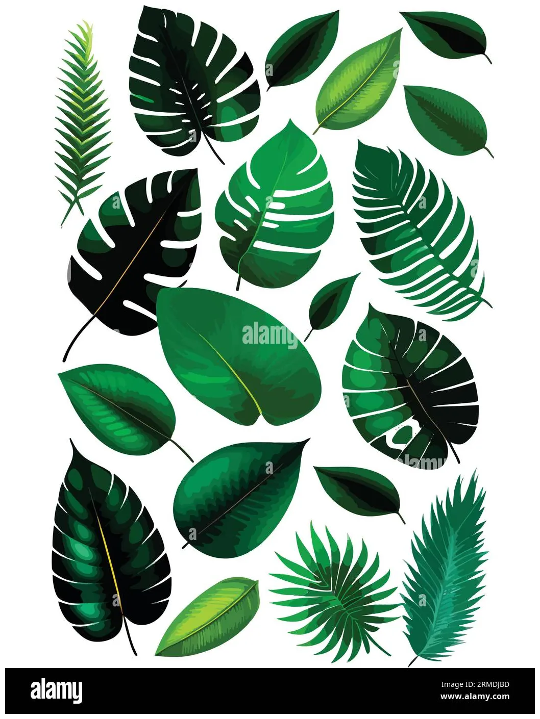 floral frame border vector Stock Vector Image & Art - Alamy