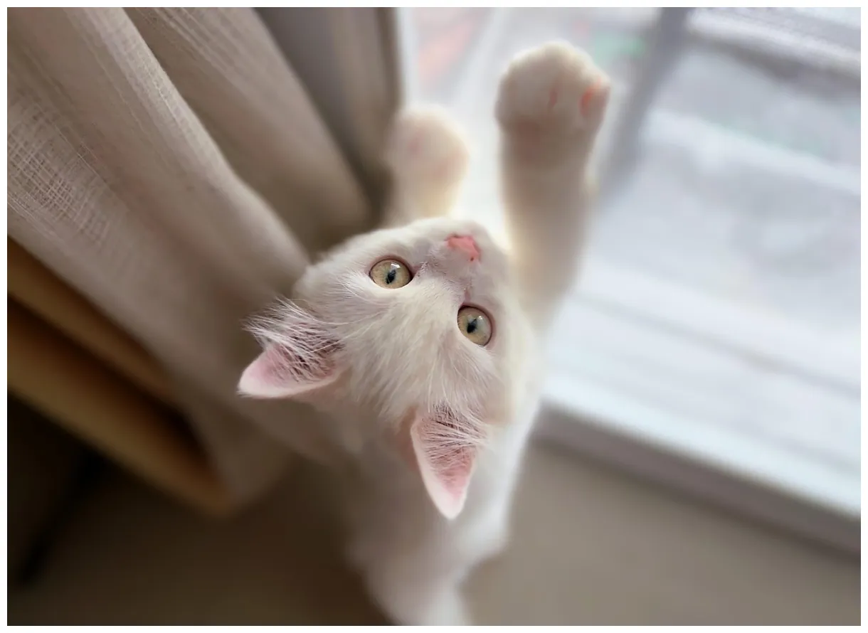 100,000+ free cat cute & cat s pixabay