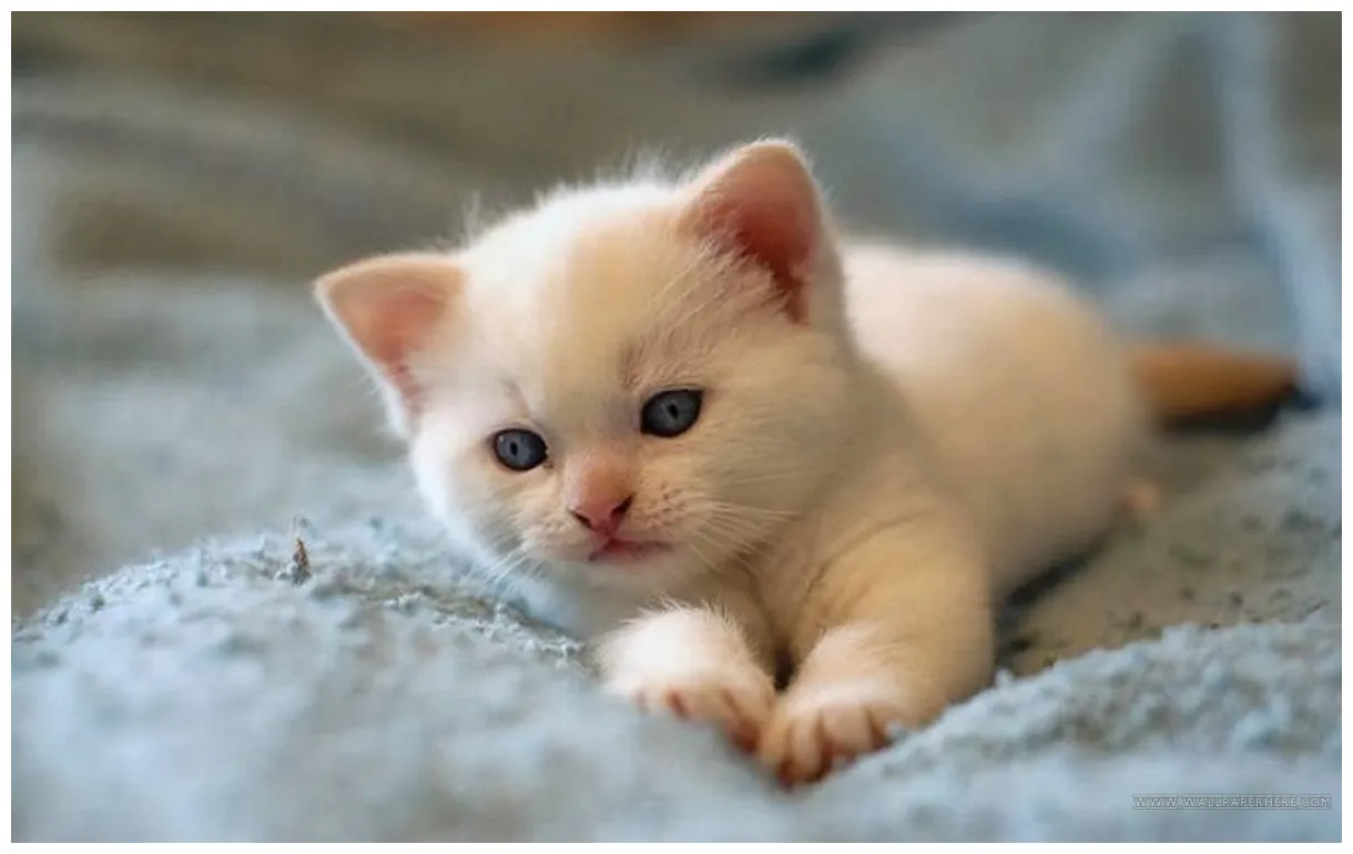 Cute white little cat cat pictures