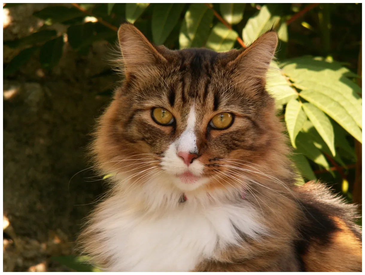 Free cat in paris 2 free s