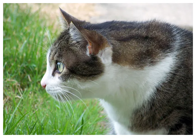 Cat profile free public domain pictures