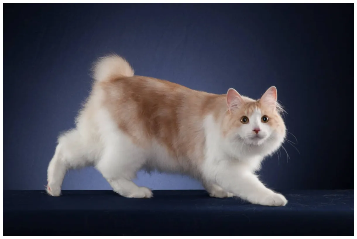 What is tica? tica the international cat association