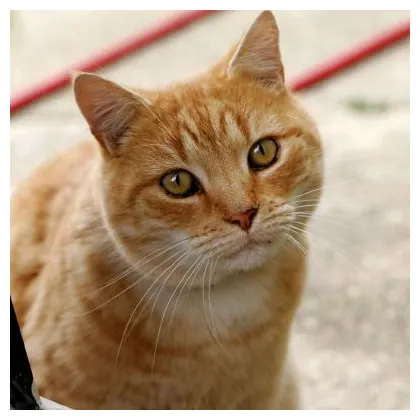 Cat new world encyclopedia