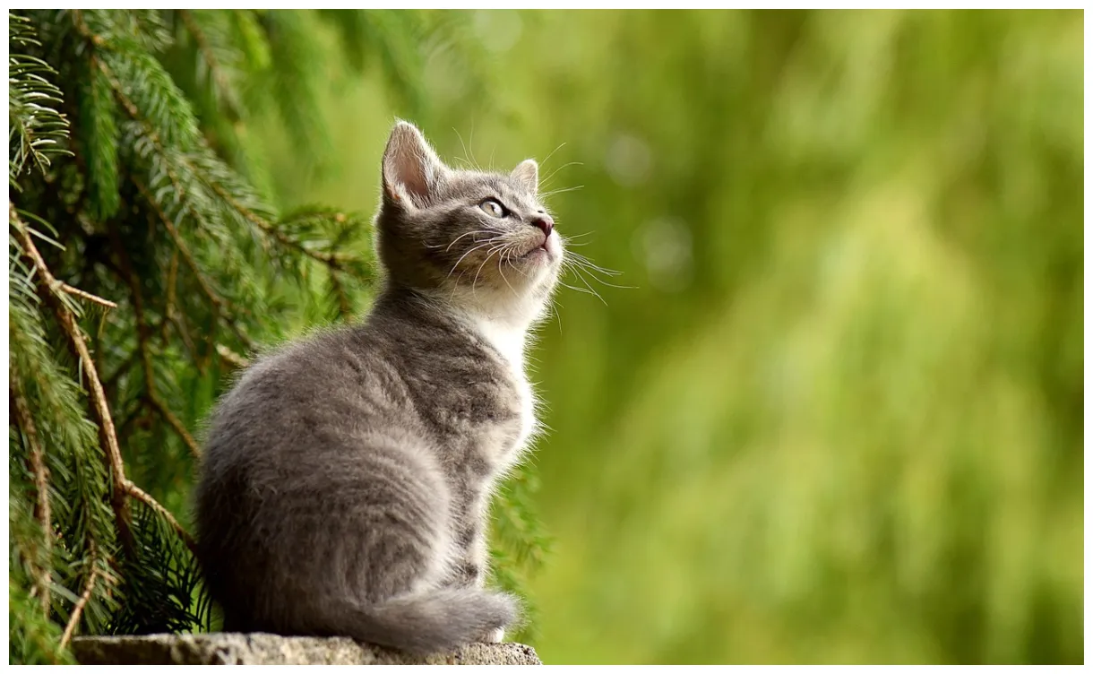 Cat kitten animal free on pixabay pixabay