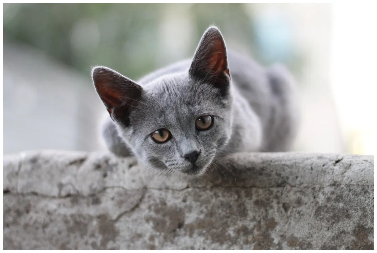 Plus de 40 000 s de cat et de chaton pixabay