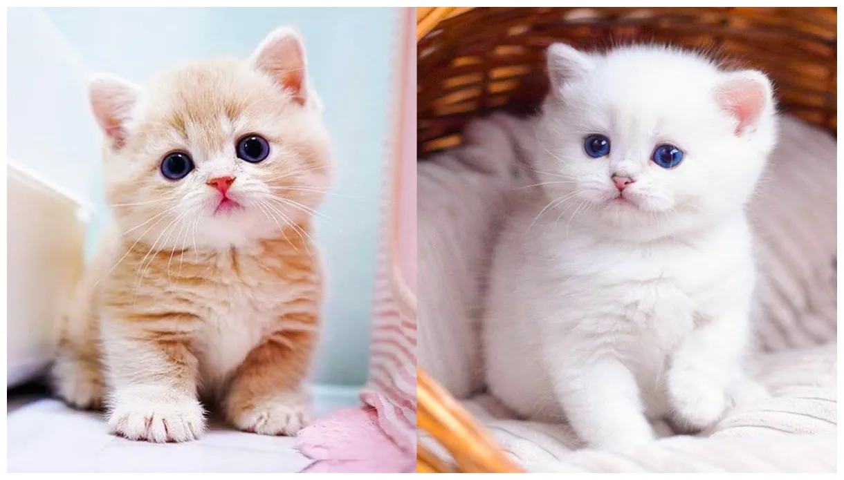 Top 999+ baby cat s amazing collection baby cat s full