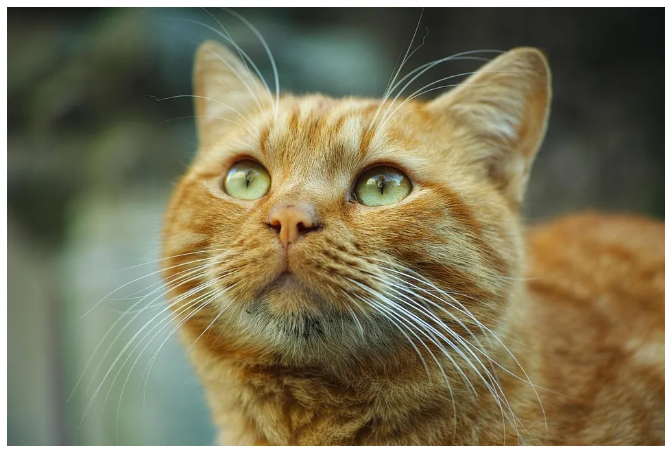 Free cat, animal, yellow, cute free on pixabay 2314325