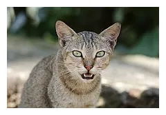 Cat wikipedia printable coloring page