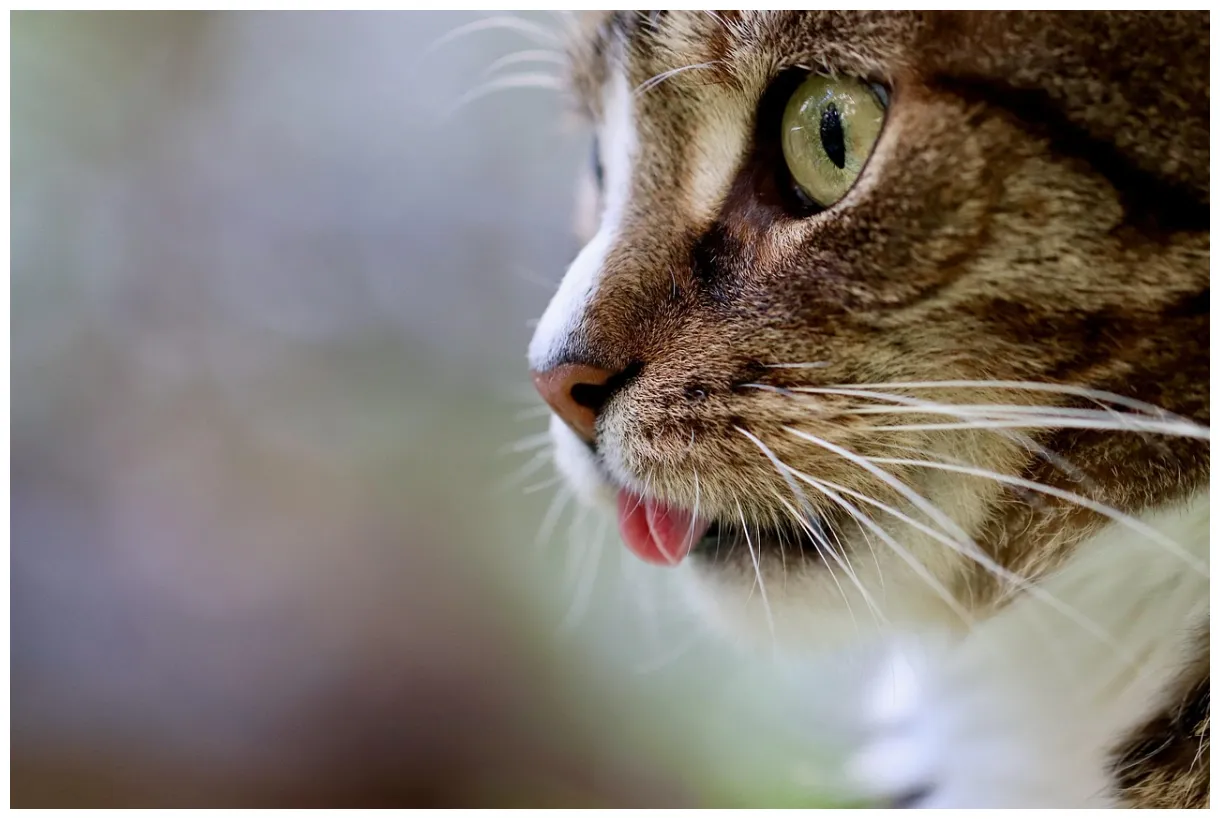 100,000+ free pink cat & cat s pixabay printable coloring page