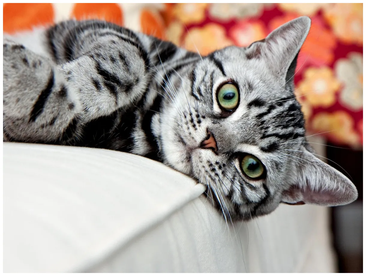 Top 10 cat breeds onlytoptens