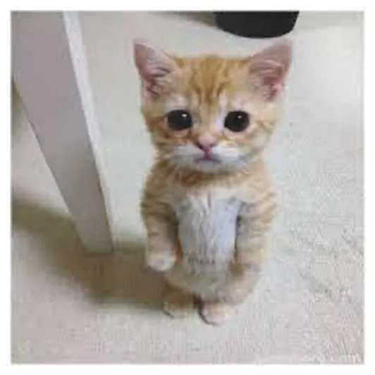 Chat with el gato shapes, inc