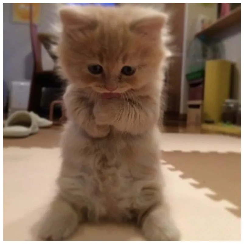 15 фотографий, для тех, кто думал, что коты стоят только на четырех