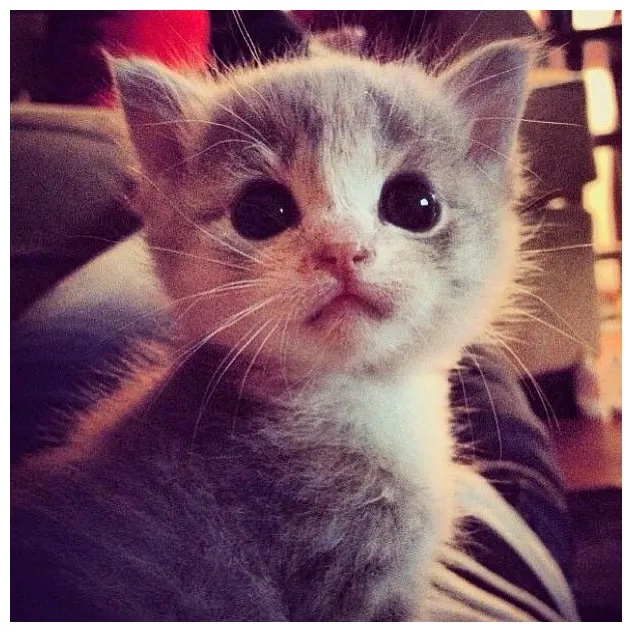 Create meme "baby kitten actress, kitty , animals " pictures meme