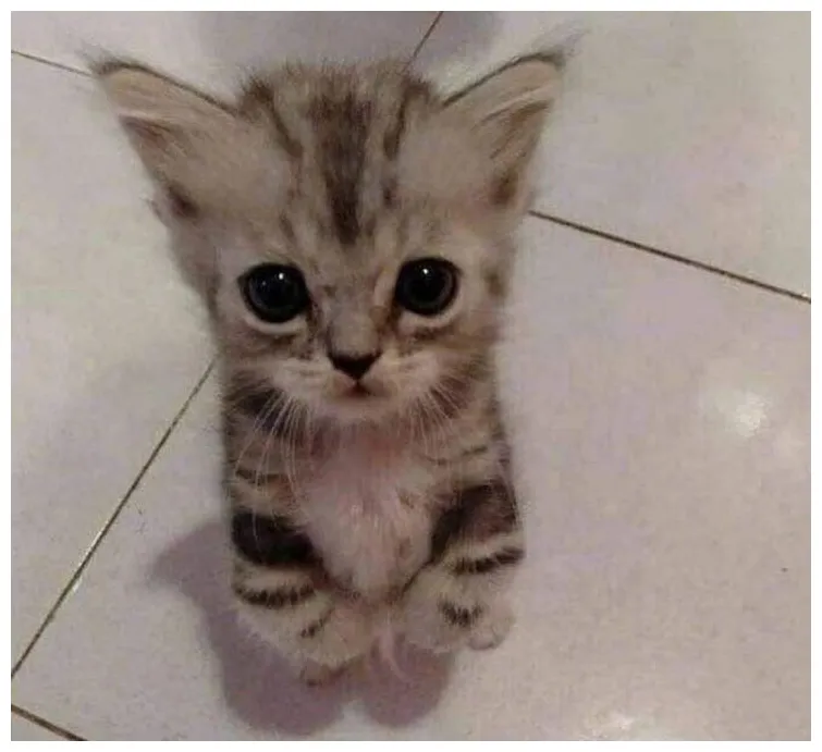 Pin von keeeeeembap auf 고양이다잉 in 2025