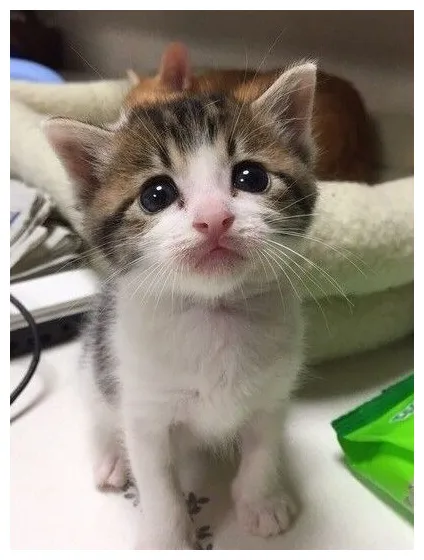 猫が急に甘えるようになった！考えられる原因