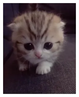 машка в ромашках ℛ+ℰ on twitter kittens cutest, cute animals, cute printable coloring page