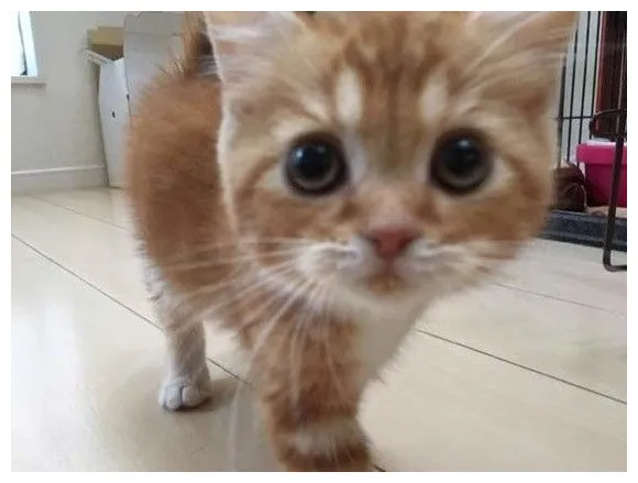 子猫の健康な成長のために｜成長期における栄養管理の重要性を解説｜ねこのきもちweb magazine