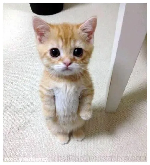 El gato funny cat s, cat memes, cute cats and dogs