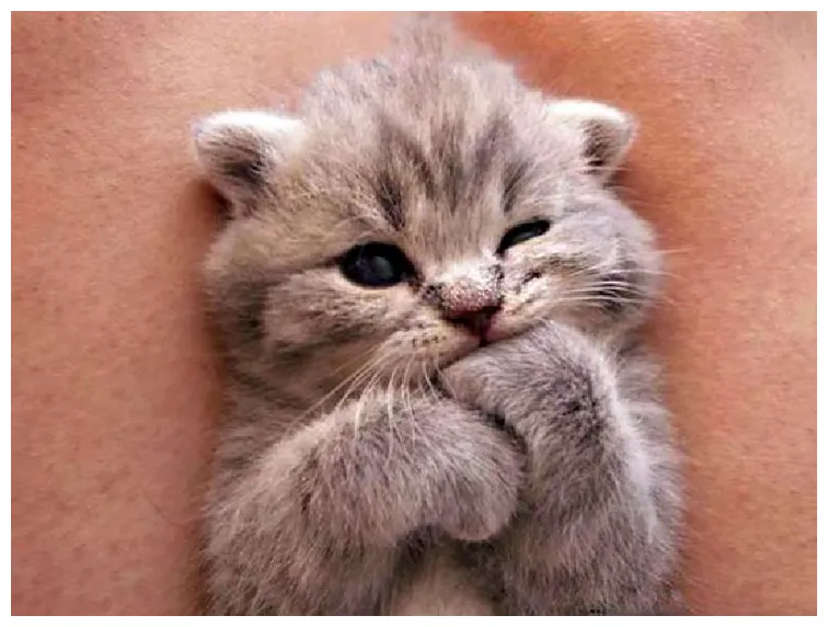 4. cette boule de poils vous fait un clin d'oeil chaton mignon