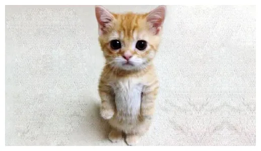 Survive el gato in cheese escape roblox