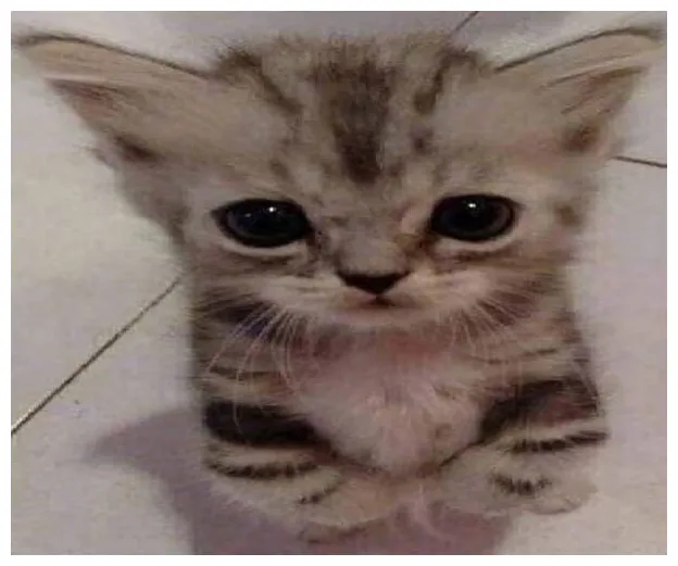 Создать мем "прикольный котик, котики смешные, смешные милые котики