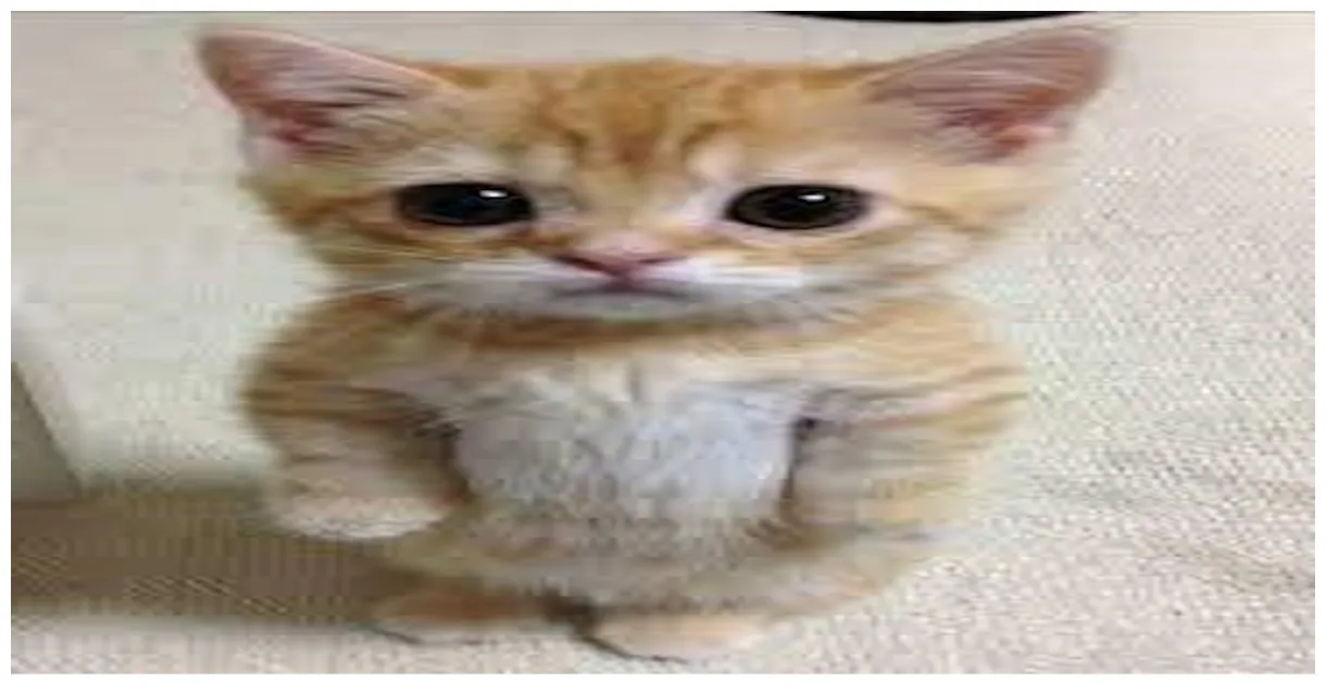 Gato by roberto_oficial2