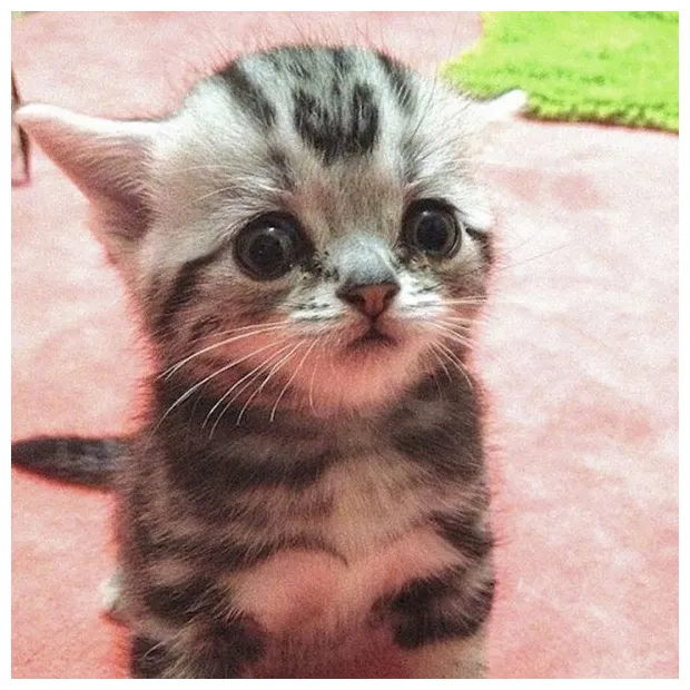 Meet luhu, the saddest cat in the world. he is so cute and adorable!
