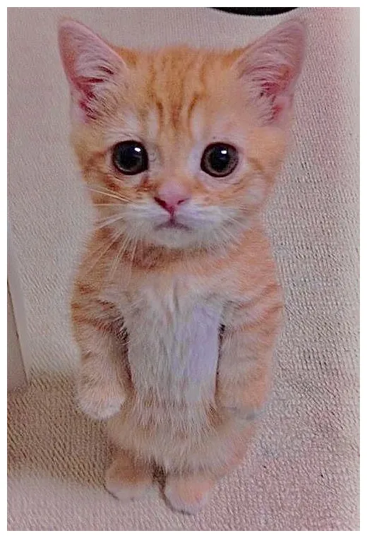 El gatoooooooo funny cat s, cute baby animals, silly cats pictures