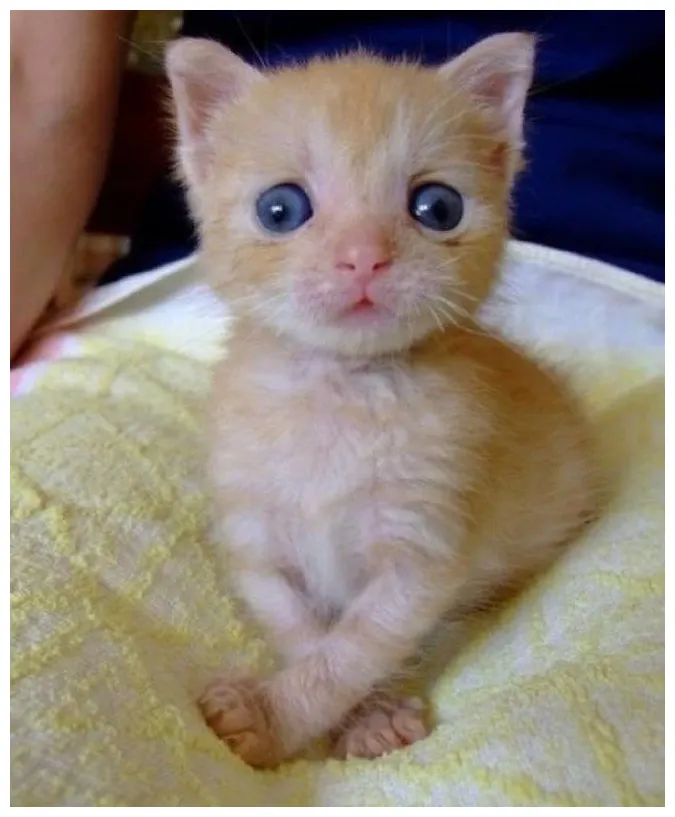 Estes gatos estrábicos são a coisa mais fofa que você vai ver hoje