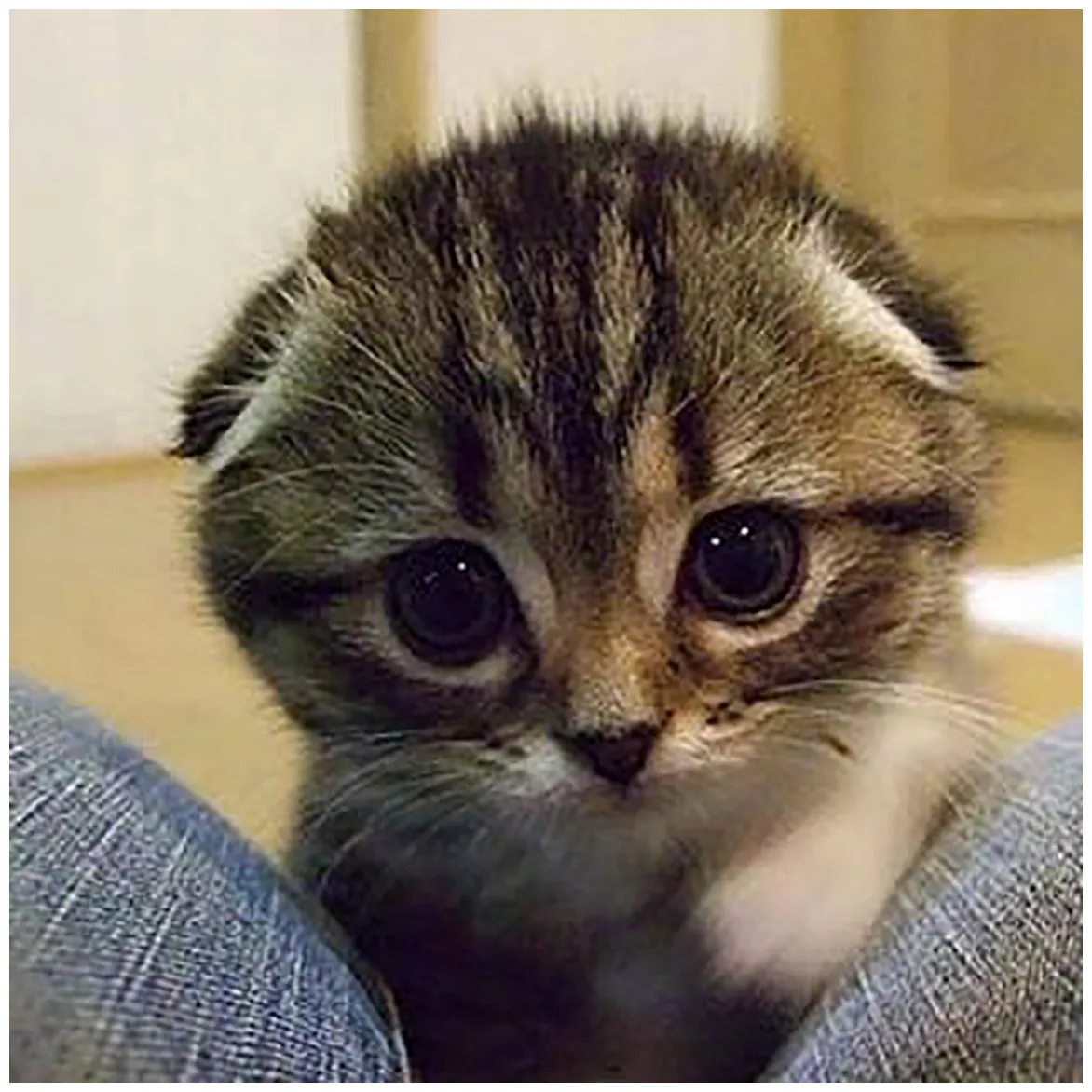 18 razones sarcásticas por las que no debes tener un gato