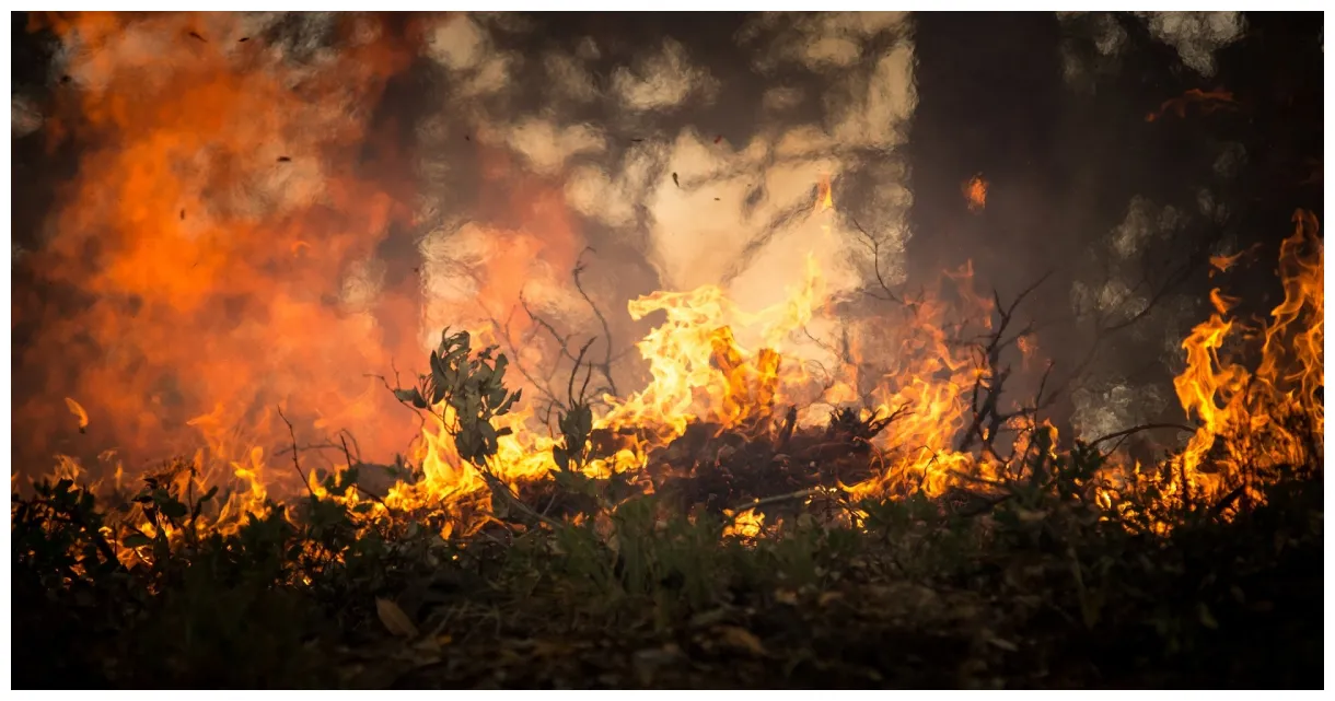 Forest fire free public domain pictures