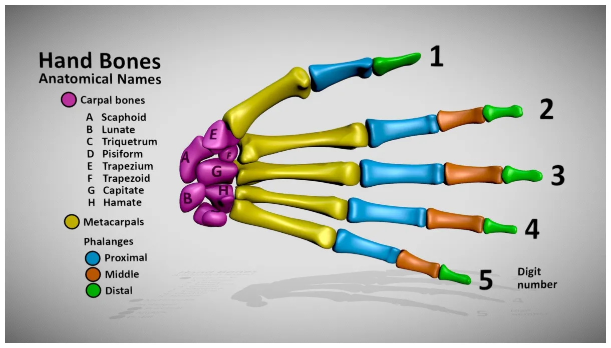 Hand bones skeletal anatomy names 3d model by dinoreplicas [97a8f17