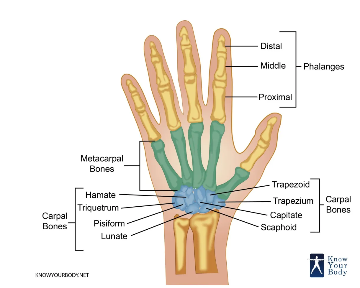 Hand bones anatomy, structure and diagram