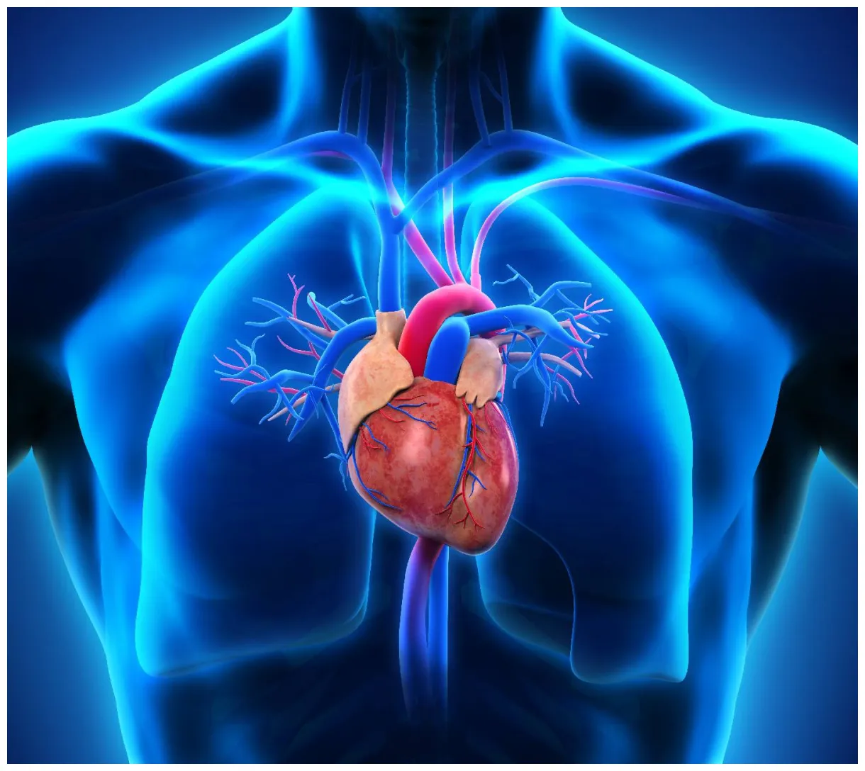 Human Heart Wallpapers - Top Free Human Heart Backgrounds - WallpaperAccess